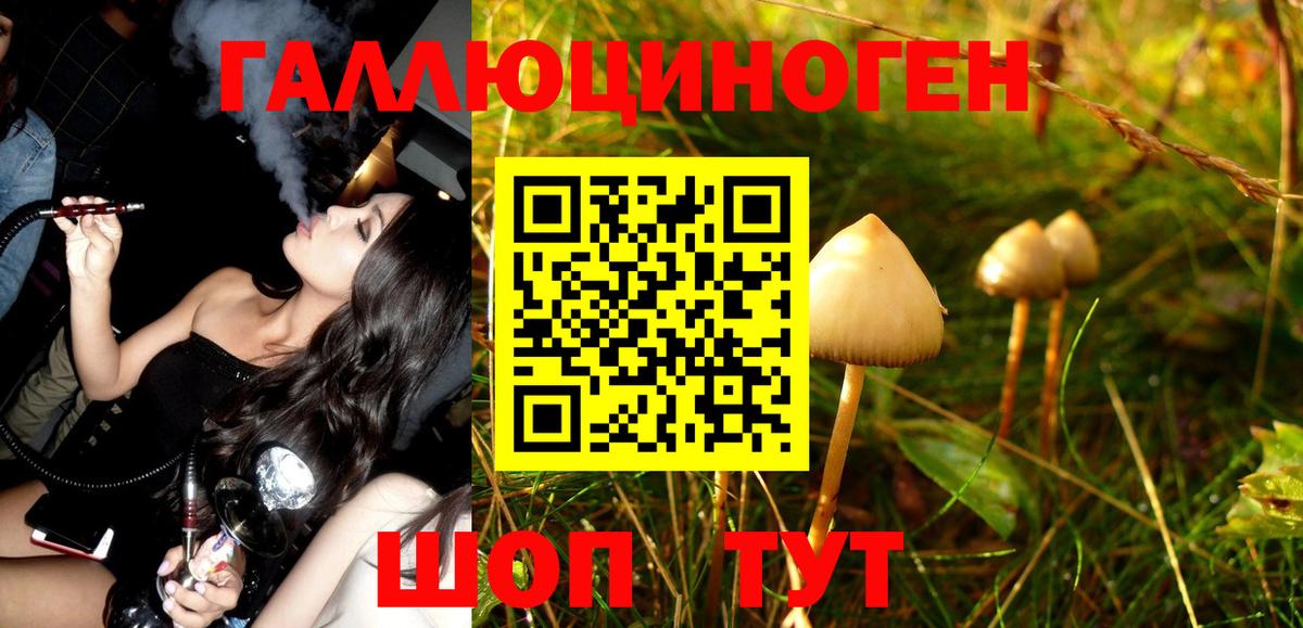 Псилоцибиновые грибы Psilocybe Топки
